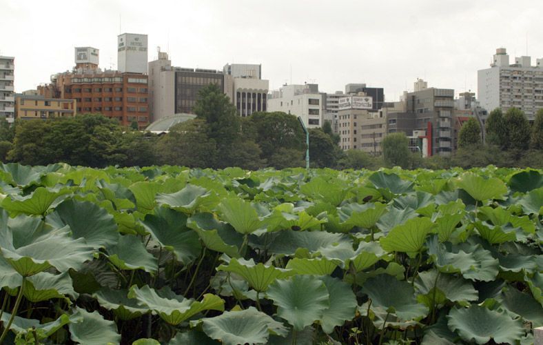 lugares que ver en Japón: Parque Ueno de Tokio
