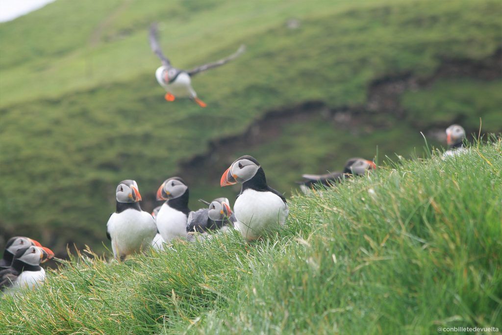 Frailecillos en Lambi, en la isla de Mykines