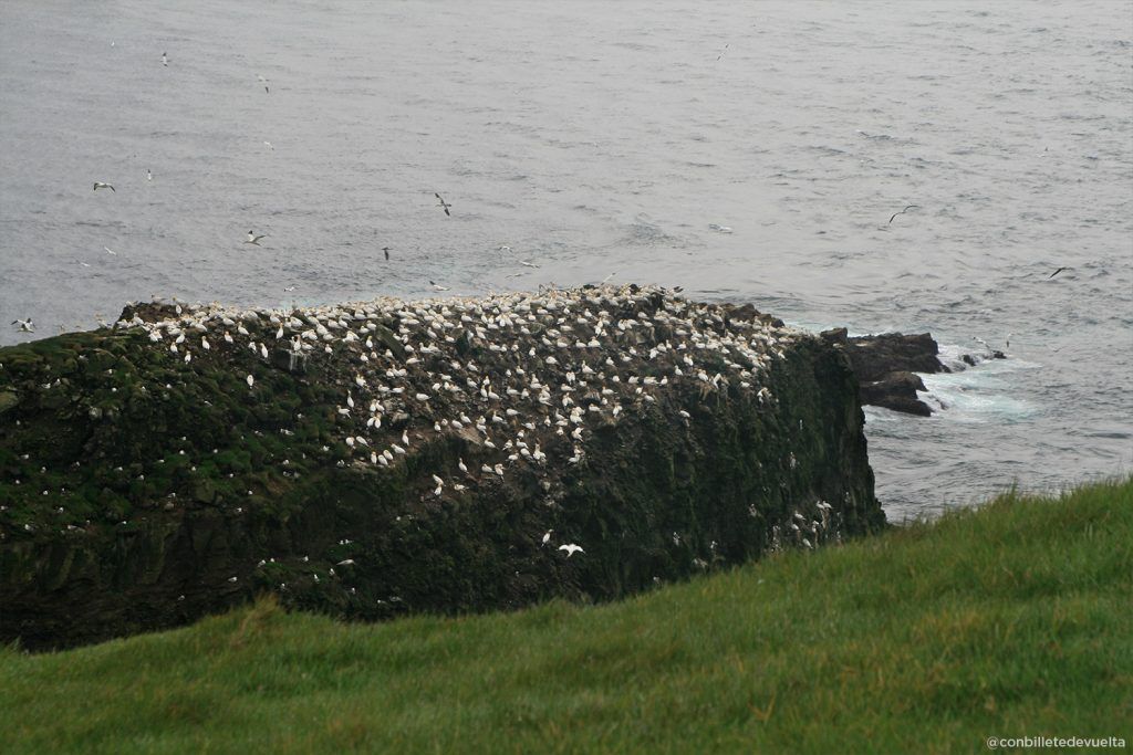 Aves marinas en el peñón de Mykines