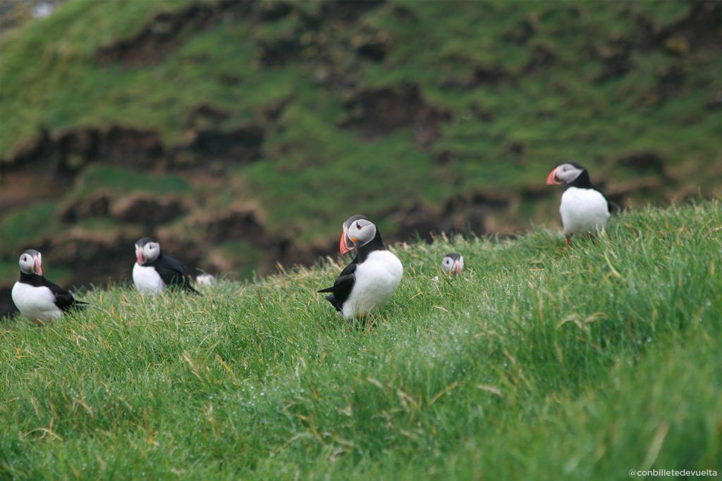 Colonia de frailecillos en Mykines